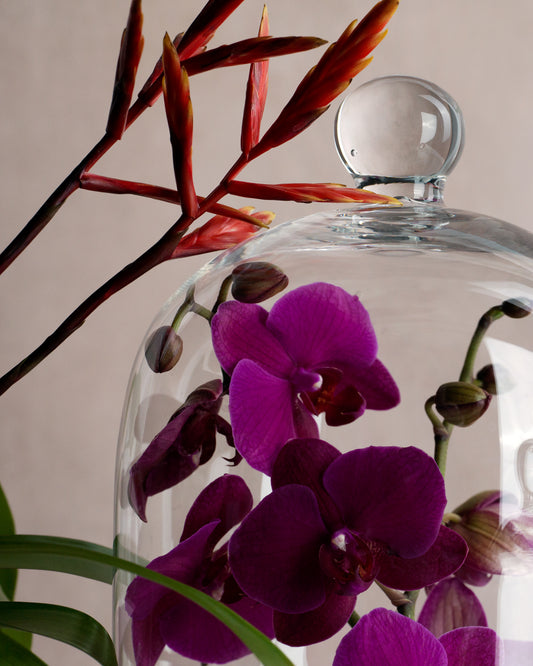 Glass Cloche Uses