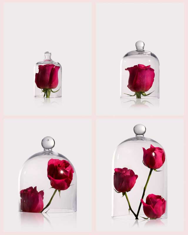 Glass Cloche Collection in Visual Merchandising 